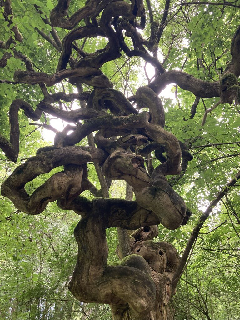 Albero aggrovigliato come il mio stomaco