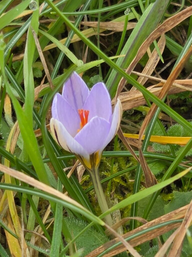 Crocus invernale nel prato